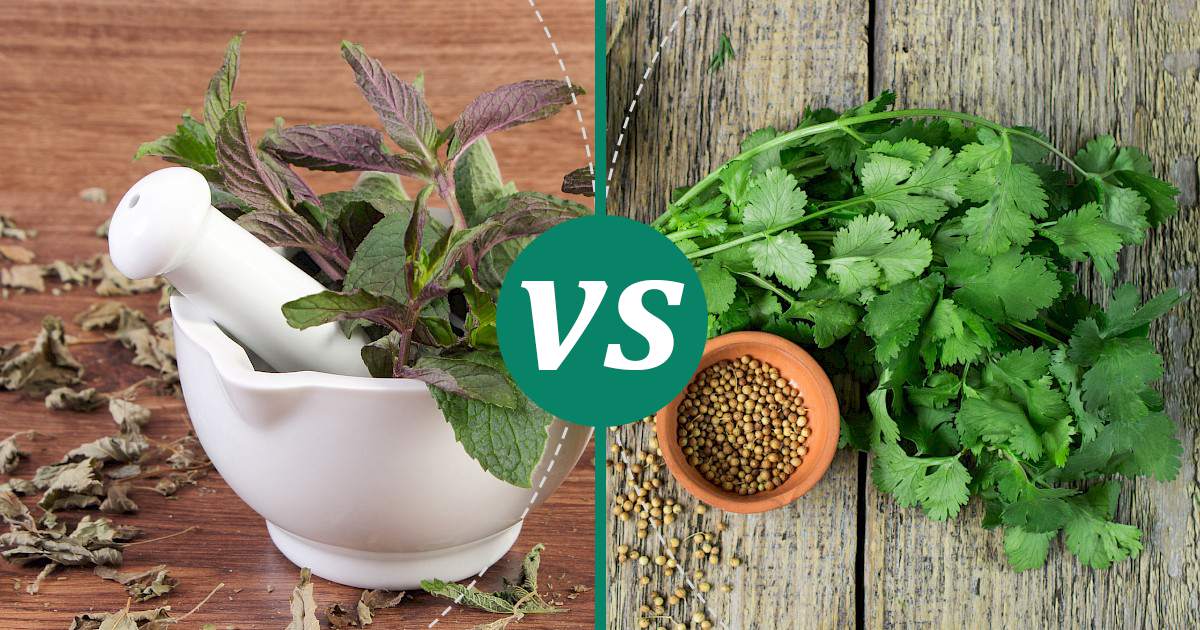 Coriander vs Mint Choose Wisely