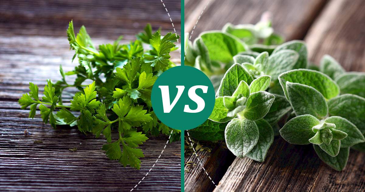 Oregano vs Parsley Make Healthy Choices