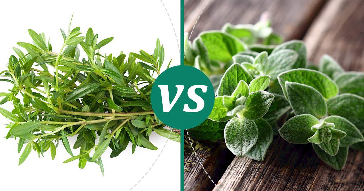 Oregano vs Savory What Should You Choose?