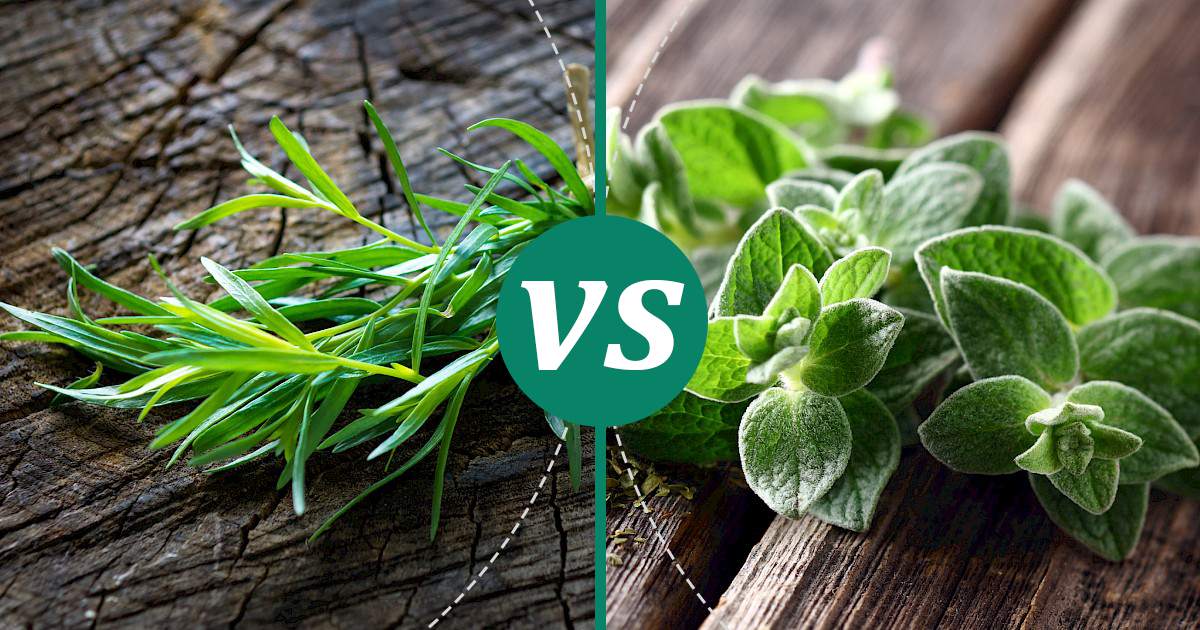 Oregano vs Tarragon Choose Wisely