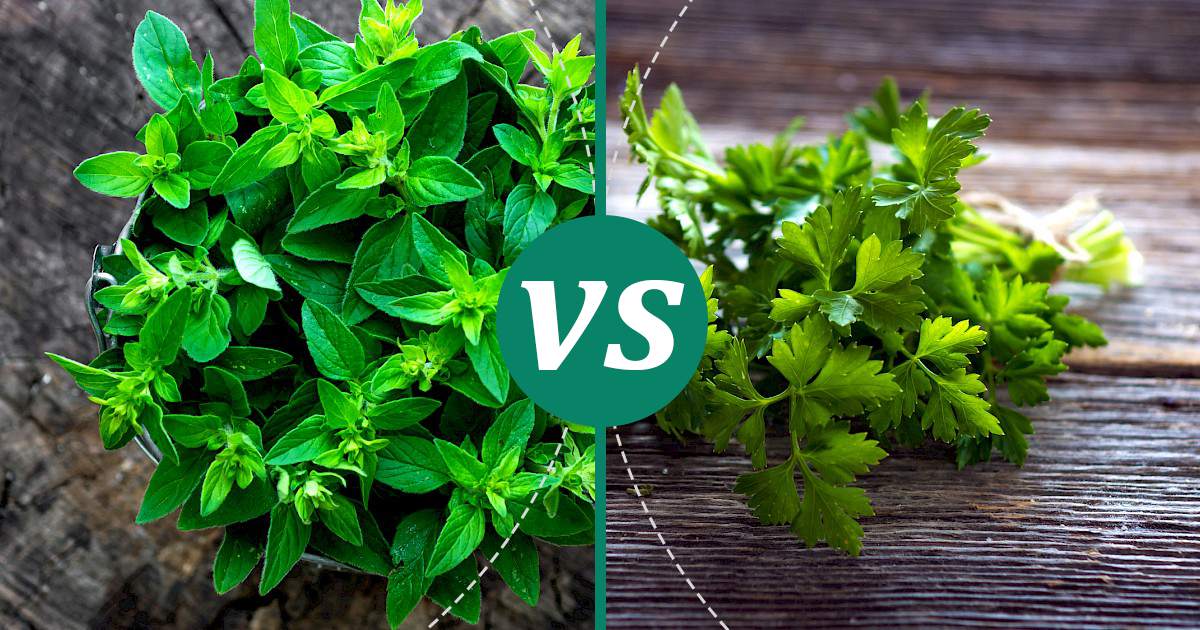 Parsley vs Marjoram Nutrition Comparison