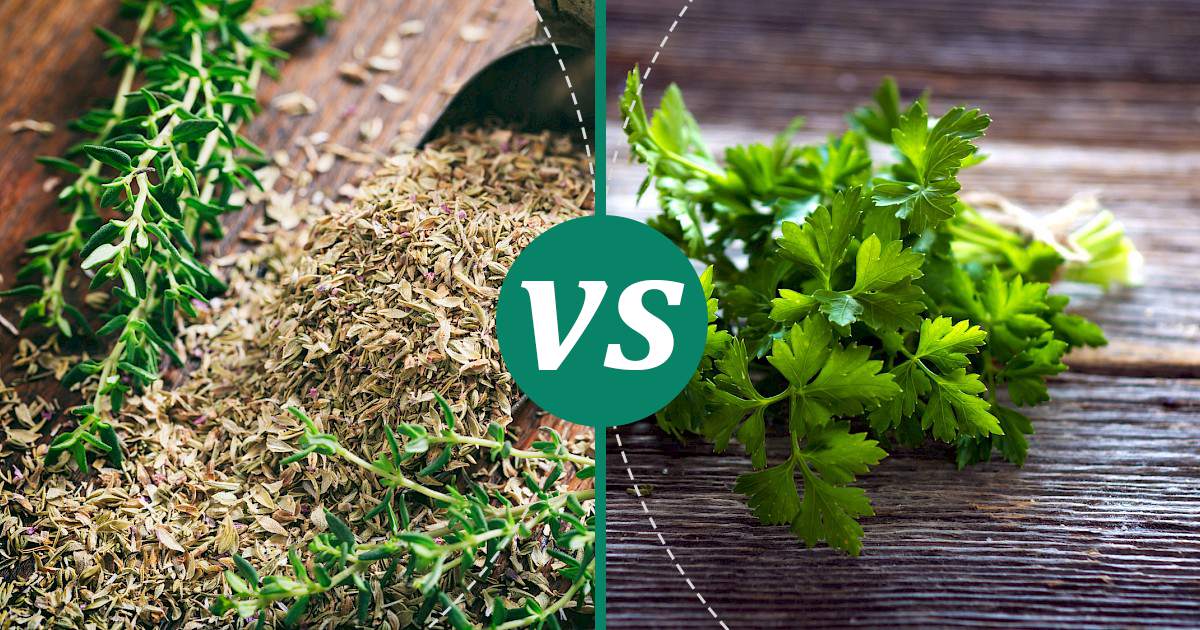 Parsley vs Thyme Choose Wisely
