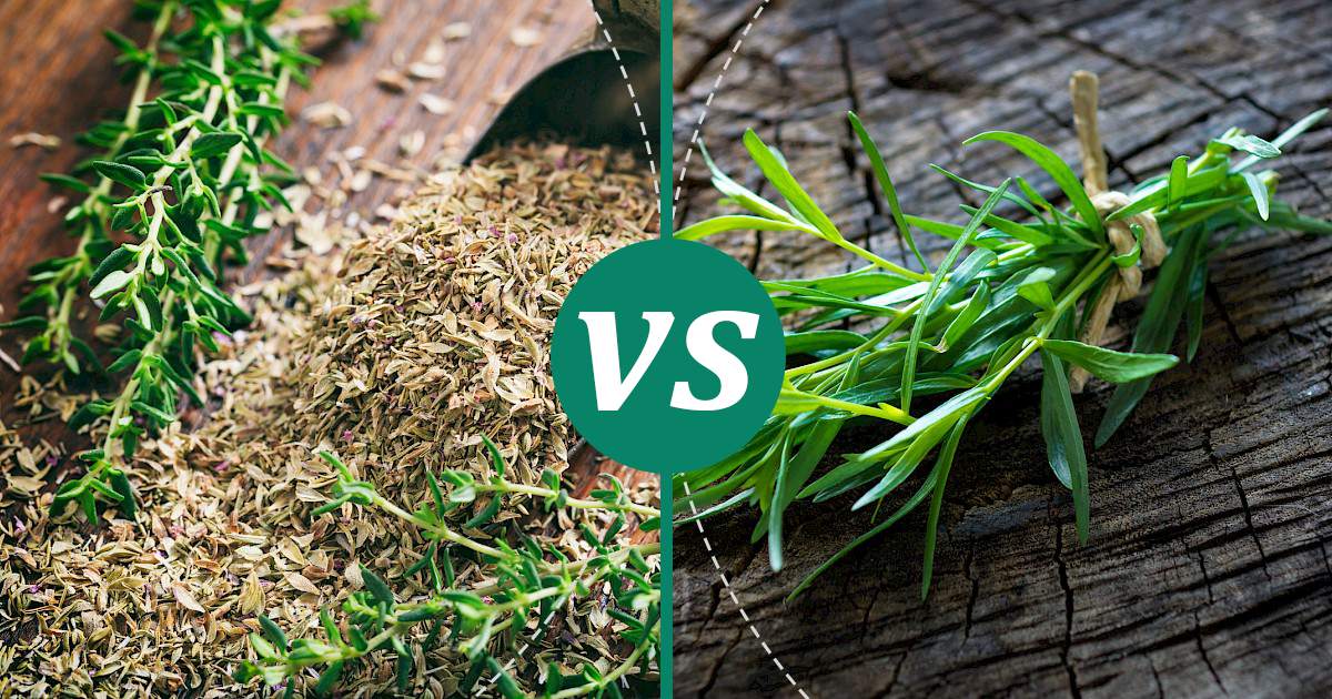 Tarragon vs Thyme Health Insights